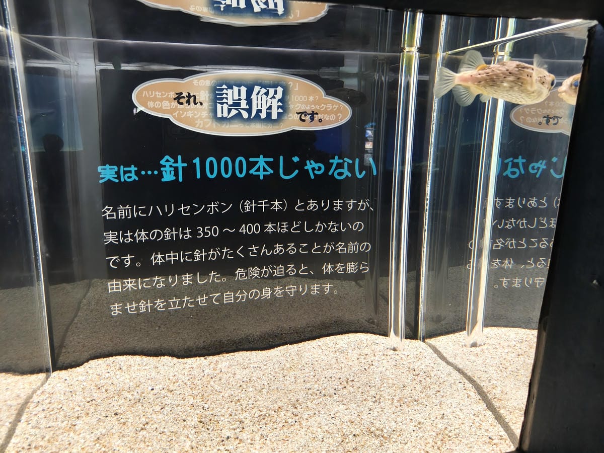 (大分旅遊)大分海洋宮殿水族館 海之卵,和動物們成為好朋友為 (大分旅遊)大分海洋宮殿水族館 海之卵,和動物們成為好朋友為