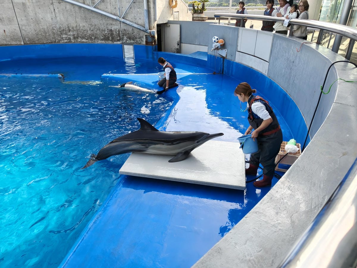 (大分旅遊)大分海洋宮殿水族館 海之卵,和動物們成為好朋友為 (大分旅遊)大分海洋宮殿水族館 海之卵,和動物們成為好朋友為