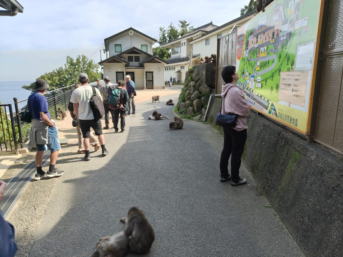 (大分旅遊)高崎山自然動物園,八百多隻的猴子就在你身旁, (大分旅遊)高崎山自然動物園,八百多隻的猴子就在你身旁,