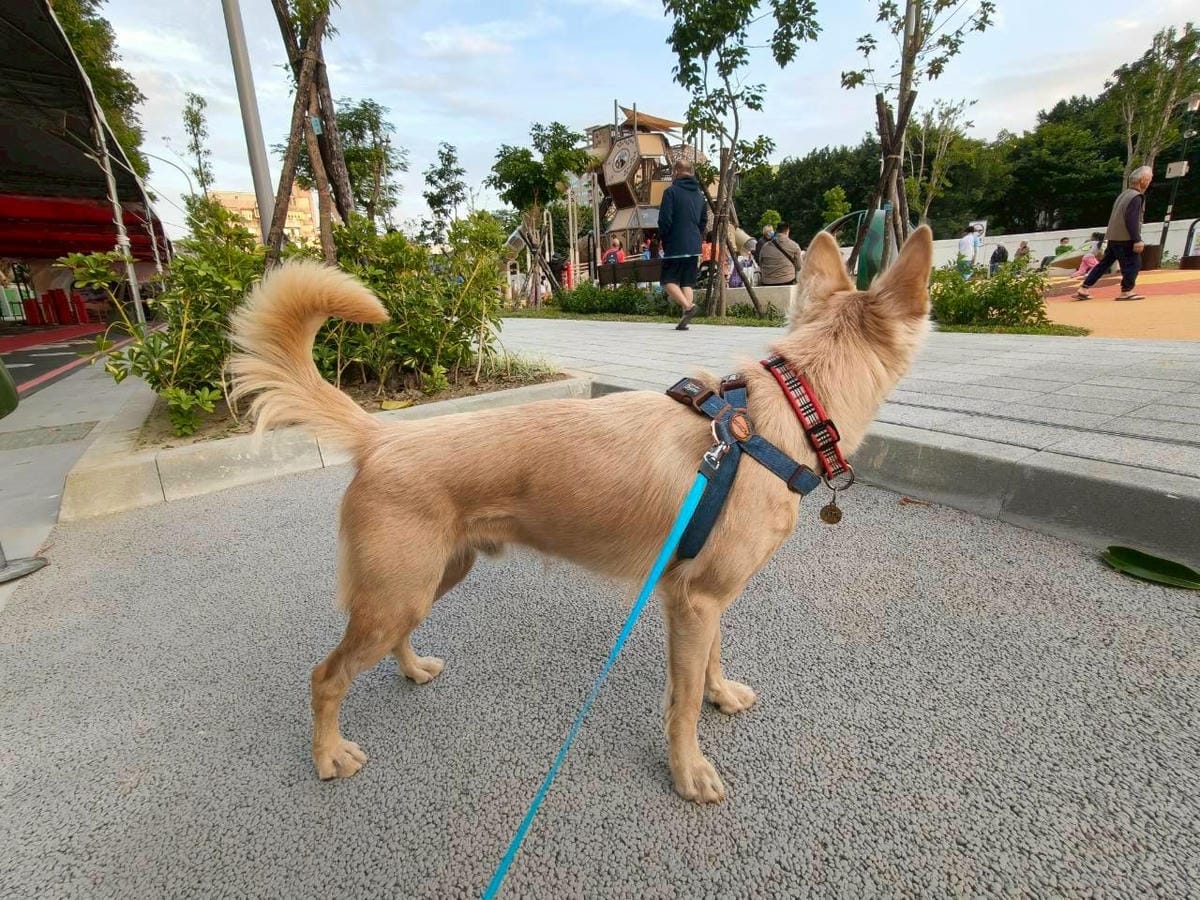 (新北新莊旅遊)快樂公園,新莊新開的大型公園,多款遊樂設施、 (新北新莊旅遊)快樂公園,新莊新開的大型公園,多款遊樂設施、