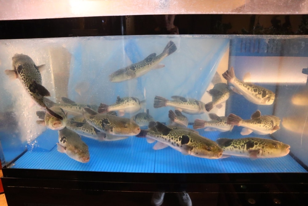 (兵庫餐廳)ふぐ幸-河豚料理餐廳，姬路商店街必吃美食。新鮮河豚生魚片Q彈，火鍋雜炊湯頭鮮甜。近JR姬路站。
